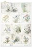 Przebiśnieg, zawilec, firletka Poszarpana, Komonica zwyczajna, Przylaszczka, Miodunka, dzwonek, konwalia, stokrotka, bratek, niezapominajka, fiołki*snowdrops, anemones, marsh comfrey, bird's-foot trefoil, hellebore, meadow foxtail, bellflower, lily of th
